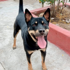 Santo en Adopción